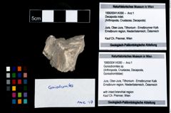 Foto (Objekt + Etikett) von Goniodromites sp.  (NHMW-GEO-1990-0041-4390)
